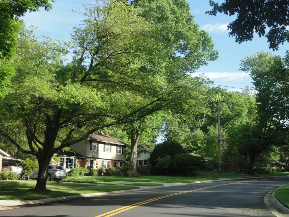 A tree-lined neighborhood street in spring